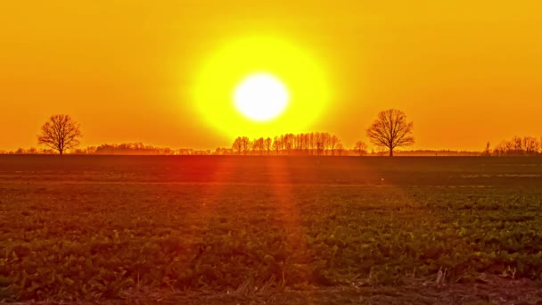 Statický výhled krásný žlutý západ slunce nad obzorem v čase. Pomerančová obloha nad zelenými pastvinami při západu slunce se stromy v dálce.