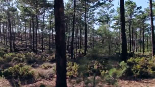 Moving Sideways Forest — Vídeos de Stock