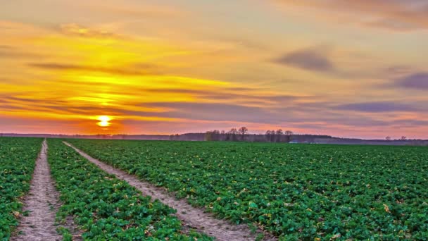 Static View Amazing View Green Agricultural Field Sunset Timelapse Beautiful — Video