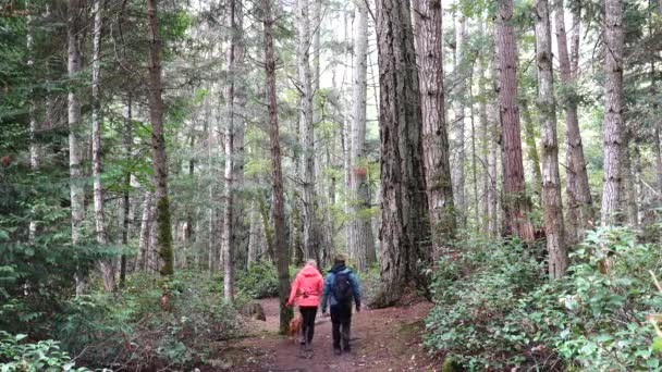 Pareja Caucásica Con Una Caminata Perros Través Del Bosque Pinos — Vídeos de Stock