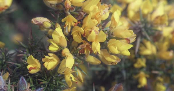 Yellow Flower Gorse Cornish Coast Cornwall Selective Focus Shot — Stock Video