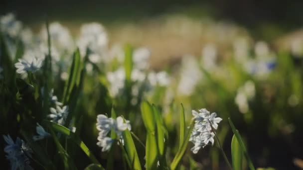Vento Calmamente Brisa Branco Manteiga Copo Primavera Flores Parque Plantação — Vídeo de Stock