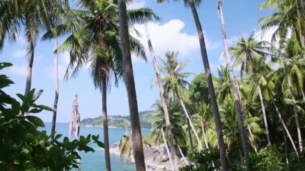 Kokosnoot Palmblad Bewegen Met Wind Uit Oceaan Contrast Met Prachtige — Stockvideo