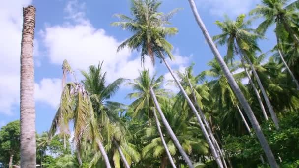 きれいな青空と海のコントラストから風とココナッツヤシの木の葉を移動します 熱帯性気候 ビーチ夏の自然コンセプト — ストック動画