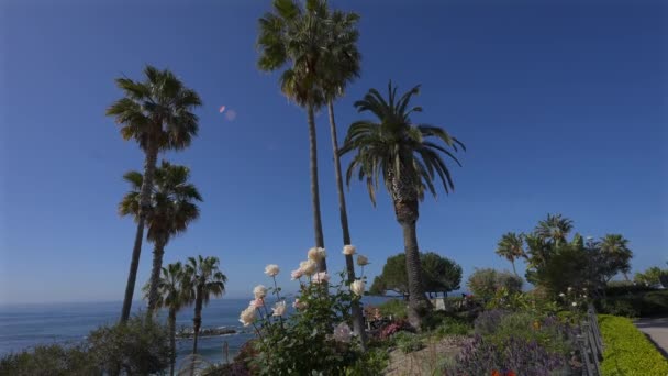 Cluster Full White Roses Landscaping Bed Laguna Beach California — Stockvideo