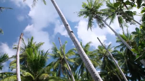Coconut Palm Tree Leaf Moving Wind Ocean Contrast Beautiful Clear — стоковое видео