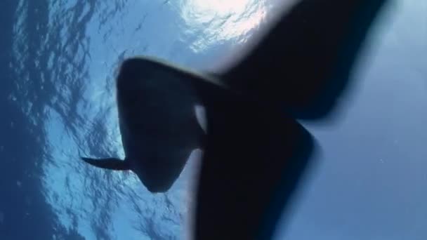 Bottlenose Dolphin Tursiops Truncatus Plays Front Camera Clear Blue Water — Video