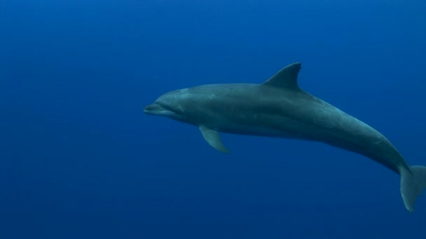 Close Shot Bottlenose Dolphin Tursiops Truncatus Clear Blue Water South — стоковое видео