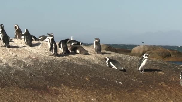 Group African Penguins Take Nesting Rocky Shoals Just Shore Africa — 图库视频影像