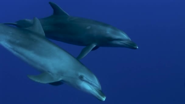 Close Shot Bottlenose Dolphins Tursiops Truncatus Passing Clear Blue Water — Stock Video