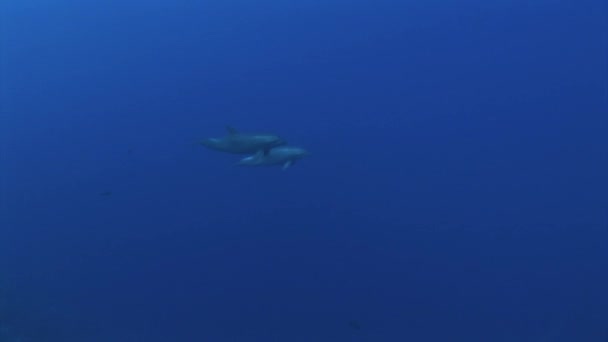 Dos Delfines Nariz Botella Tursiops Truncatus Juegan Entre Agua Azul — Vídeo de stock