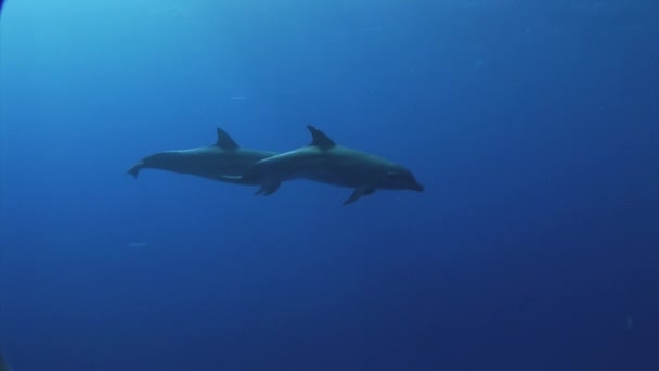 Two Bottlenose Dolphins Tursiops Truncatus Play Each Other Clear Blue — Stock Video