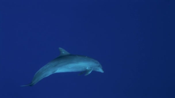 好奇心旺盛な底生イルカ 南太平洋の澄んだ青い海に浮かぶトランカタスが近づいてきて カメラの前で遊び始める — ストック動画
