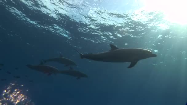 Group Bottlenose Dolphins Tursiops Truncatus Approach Blue Clear Blue Water — Video