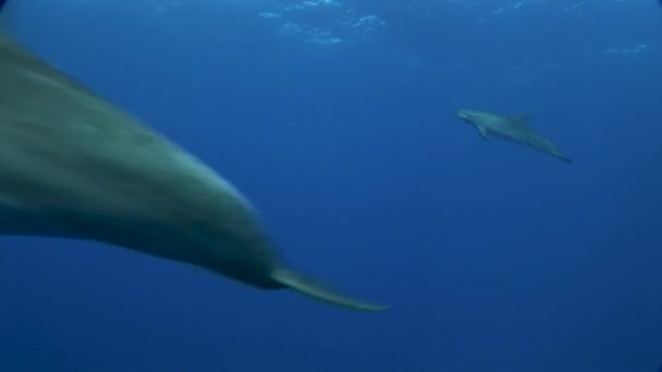 Бутылочные Дельфины Tursiops Truncatus Чистой Голубой Воде Южного Тихого Океана — стоковое видео