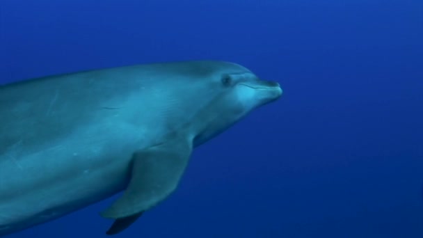 南太平洋の澄んだ青い海に浮かぶイルカたちが近づいてきて カメラの前で遊んでいます — ストック動画