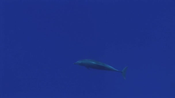 Bottlenose Dolphin Tursiops Truncatus Clear Blue Water South Pacific Ocean — Vídeo de Stock