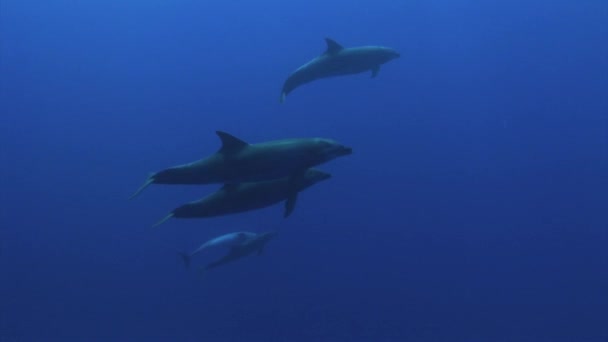 南太平洋の澄んだ青い水の中で イルカの群れとトランカトゥスが遊び カメラに近づく — ストック動画