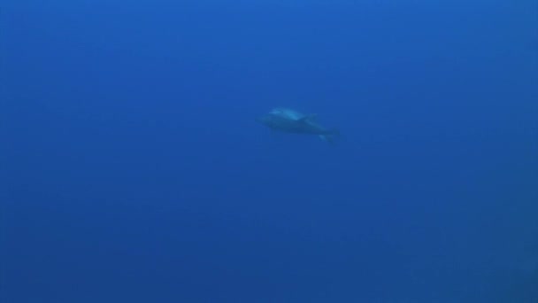 Dos Delfines Nariz Botella Tursiops Truncatus Juegan Entre Agua Azul — Vídeos de Stock