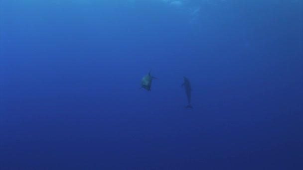 Dos Delfines Nariz Botella Tursiops Truncatus Juegan Entre Agua Azul — Vídeos de Stock