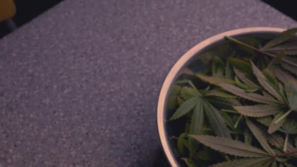 大麻大麻大麻叶剪枝在不锈钢碗上的灰色计数器上 来自于Thc Cbd生产的脱叶种植训练药用熏衣草精品 用于缓解焦虑疼痛 — 图库视频影像