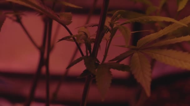 Chanvre Cannabis Marijuana Plante Nœud Branche Intérieur Maison Bricolage Médical — Video