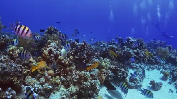 青い海のサンゴの間で鮮やかなカラフルな熱帯軍曹魚が泳ぐ インド洋のサンゴ礁 — ストック動画