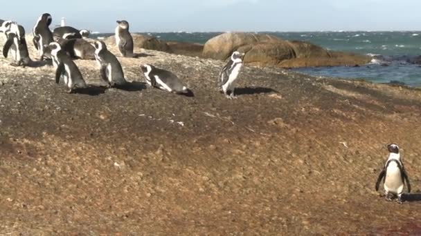 Group African Penguins Hop Rocks Nesting Ground Feed Smooth Steady — стоковое видео