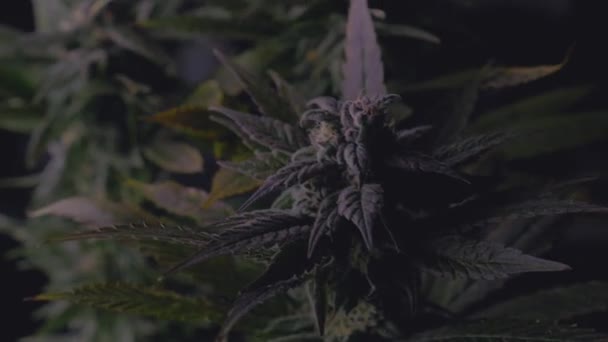 Sűrű Sötét Lombozat Érett Kannabisznövény Borított Kristályosítása Cbd Thc Személyes — Stock videók