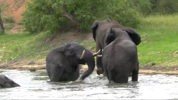 Smooth Steady Slow Motion Clip Large Bull African Elephant Exerting — Stok video
