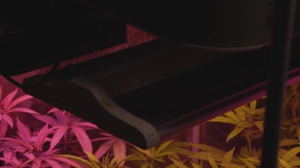 Cultivo Casa Marihuana Cannabis Soplado Viento Del Ventilador Dentro Casa — Vídeo de stock
