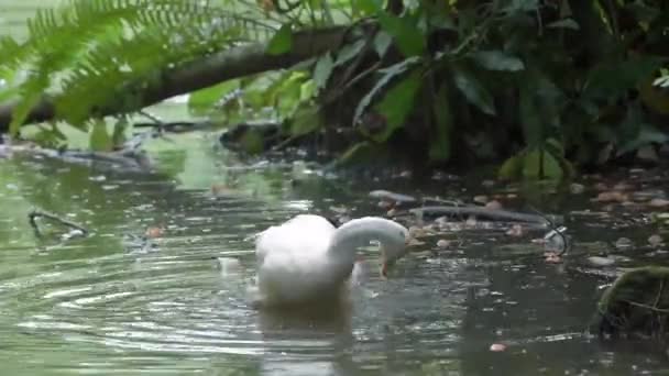 White Swan Taking Bath — стоковое видео