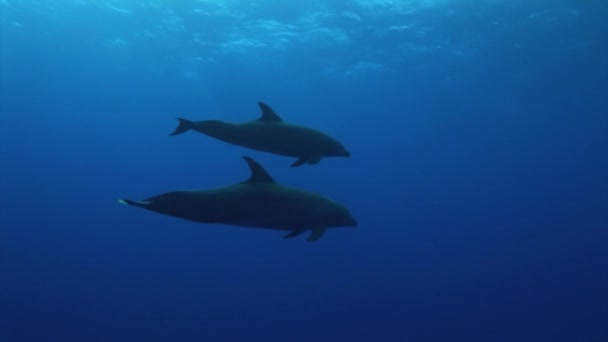 底生イルカは 南太平洋の澄んだ青い水の中で青いトランカトゥスが水面に泳ぐ前に接近します — ストック動画