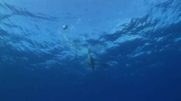 Delfines Mulares Tursiops Truncatus Acercan Desde Superficie Aguas Azules Claras — Vídeos de Stock