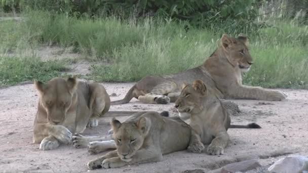 Pride Female Lions Stretch Relax Shade Smooth Steady Clip — Stockvideo