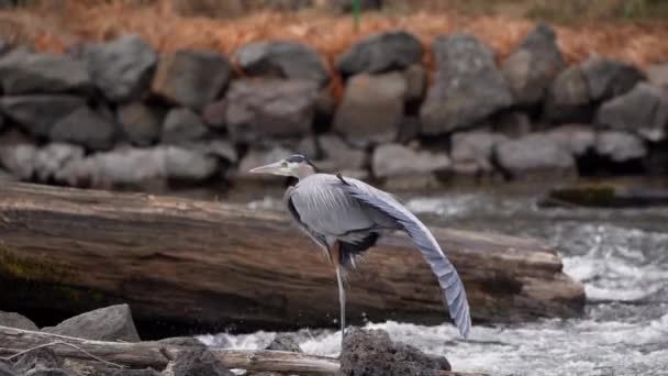 Great Blue Heron Stretching Its Wing — Wideo stockowe