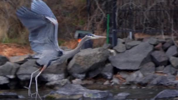 Slow Motion Blue Heron Taking Flight — Vídeo de stock
