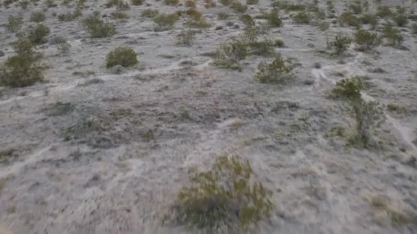Ttir Çöl Fırçasının Üzerine — Stok video