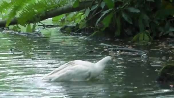 Whute Swan Playing Water — стоковое видео
