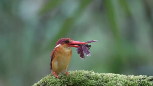 Rufous Apoiado Kingfisher Come Uma Libélula Vermelha — Vídeo de Stock