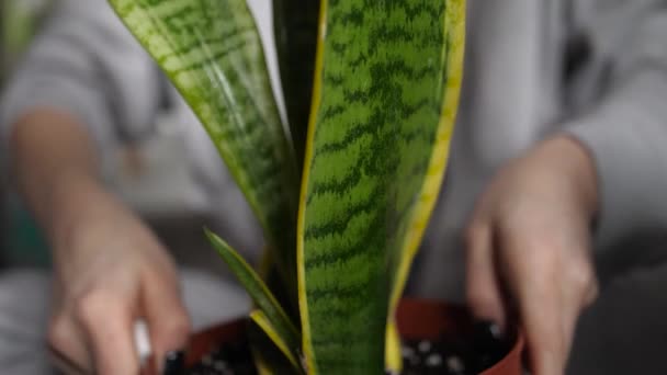 Woman Taking Care Sansevieria Ornamental Pot Houseplant Slowmotion Shot — Stock Video