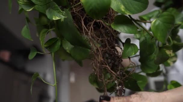 Mâna Femeii Îndepărtarea Excesului Sol Din Rădăcinile Plantei Legare Slowmotion — Videoclip de stoc