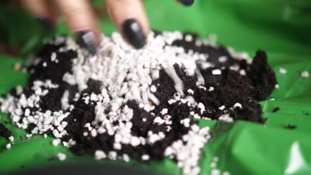 女性的手与黑色的铁钉波兰混合与土壤在绿色的花 特写镜头 — 图库视频影像
