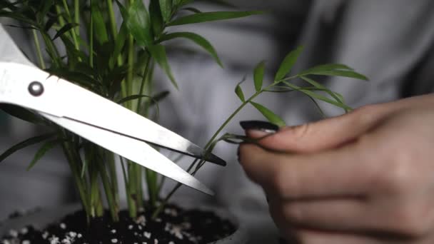 Female Hands Cut Leaf Ornamental Pot Plant Scissors Slowmotion Close — Stock videók