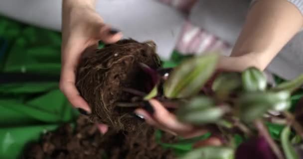 Plant Transplantation Process Home Gardening Pot Flower High Angle View — Vídeo de Stock