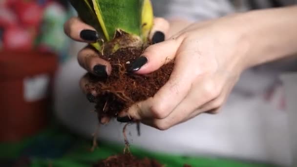 Female Hands Black Nails Taking Care Plant Root Transplantation Close — Vídeo de Stock