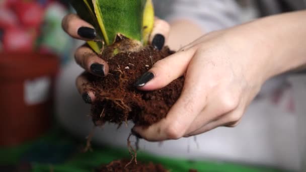 黒い爪の女性の手ポーランドは移植のための植物を準備しています スローモーション — ストック動画