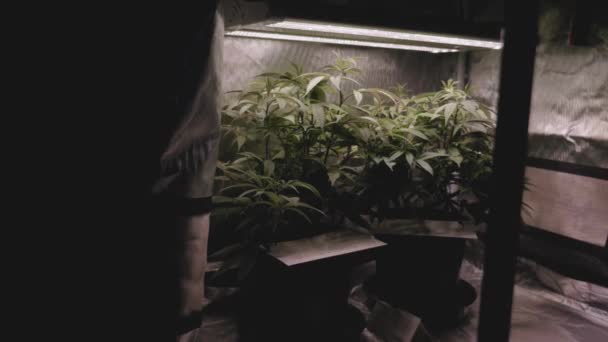大麻花园生长在室内反射光下的全光谱Led灯下 帐篷侧向靠近 镜框在前景中的阴影稳定了轻度数字推挤 — 图库视频影像