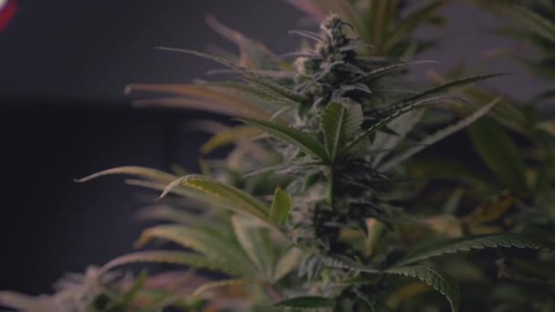 Mature Marijuana Cannabis Plant Ready Harvest Legal Thc Cbd Medical — Stok video