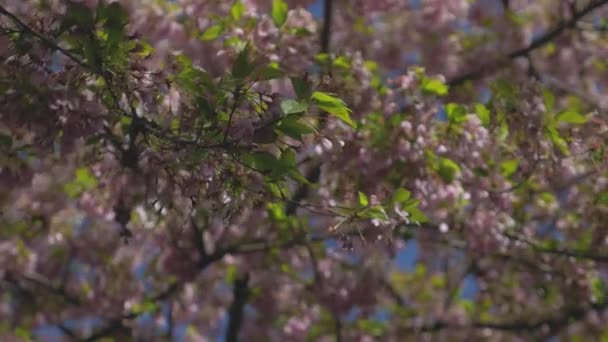 Dense Foliage Pink Cherry Blossom Tree Blowing Wind Beautiful Bright — Vídeo de Stock